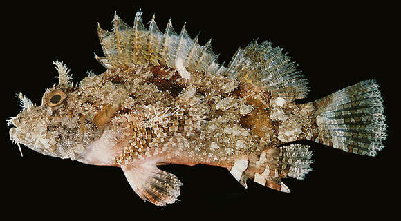 Image of Raggy scorpionfish