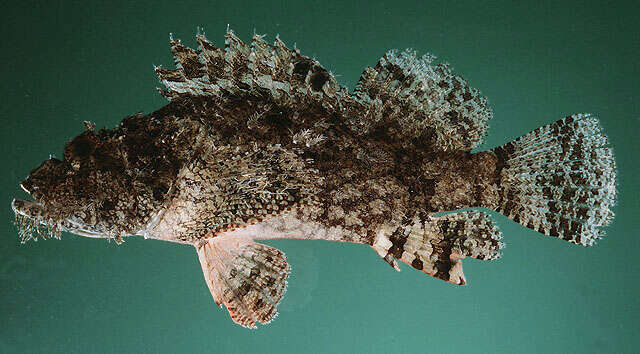 Image of Raggy scorpionfish