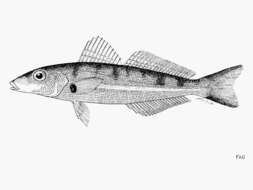 Image of Trumpeter whiting