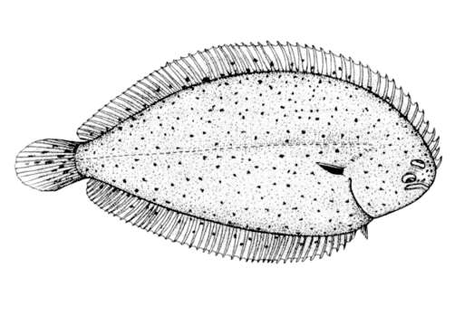 Image of Blackhand sole