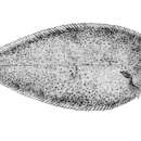 Image of Shallow-water sole
