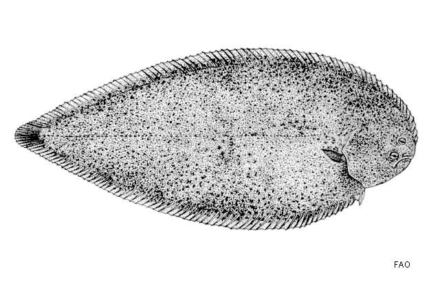 Image of Shallow-water sole