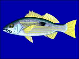 Image of Blackspot snapper