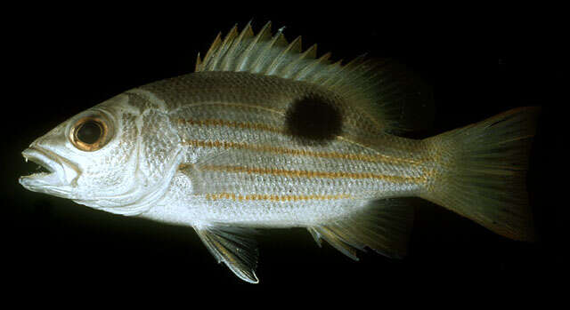 Image of Blackspot snapper