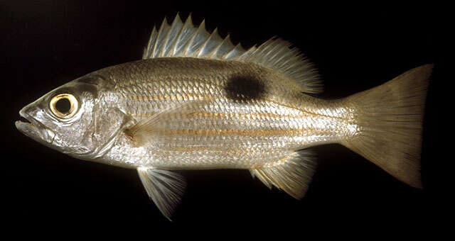 Image of Blackspot snapper