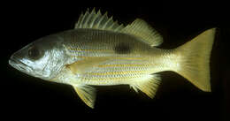 Image of Blackspot snapper