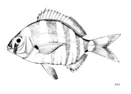 Imagem de Diplodus hottentotus (Smith 1844)