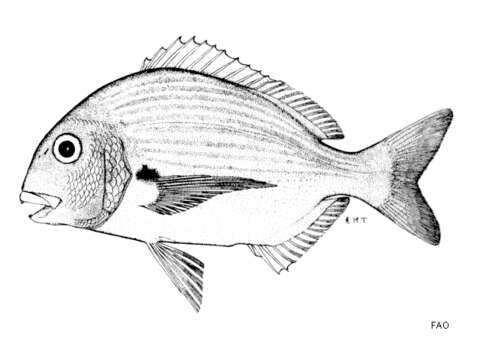 Image of Bigeye stumpnose