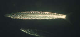 Image of Yellowtail barracuda