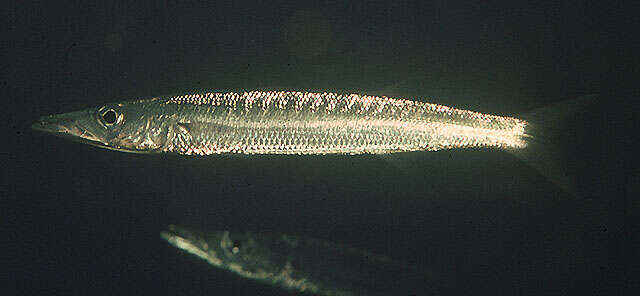 Image of Yellowtail barracuda