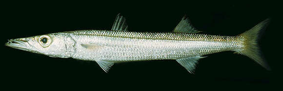 Image of Yellowtail barracuda