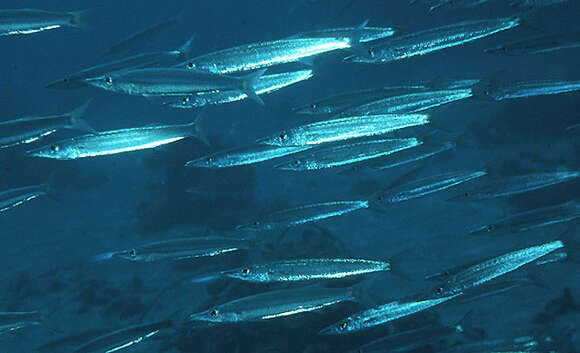 Image of Yellowtail barracuda