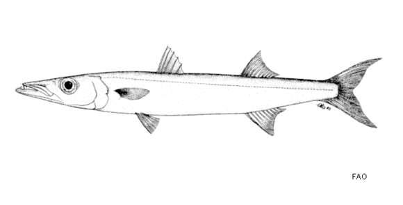 Image of Yellowtail barracuda