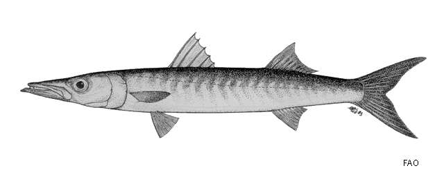 Image of Chevron barracuda