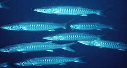 Image of Blackfin barracuda