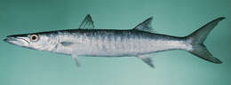 Image of Blackfin barracuda