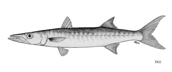 Image of Blackfin barracuda