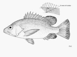 Image of Guinea Snapper