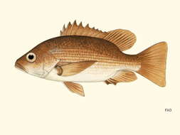 Image of Guinea Snapper