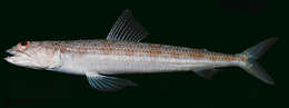 Image of Indian lizardfish
