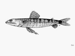 Image of Lighthouse lizardfish