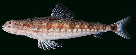 Image of Lighthouse lizardfish