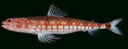 Image of Lighthouse lizardfish