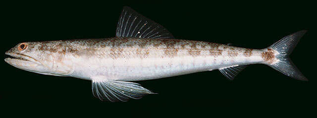 Image of Lighthouse lizardfish