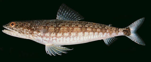 Image of Lighthouse lizardfish