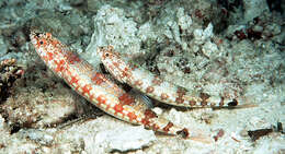 Image of Lighthouse lizardfish