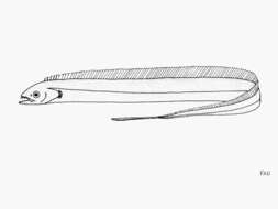 Image of Tentoriceps