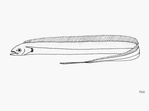 Image of Tentoriceps