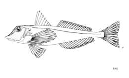 Image of Lesser gurnard