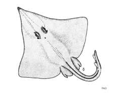 Image of Prow-nose skate