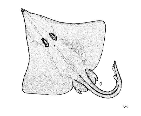 Plancia ëd Dipturus stenorhynchus (Wallace 1967)