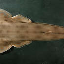 Image of Beaked guitar fish