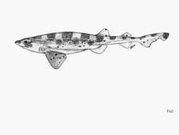 Image of Carpet shark