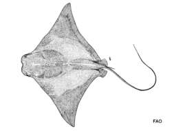 Image of Javanese cownose ray