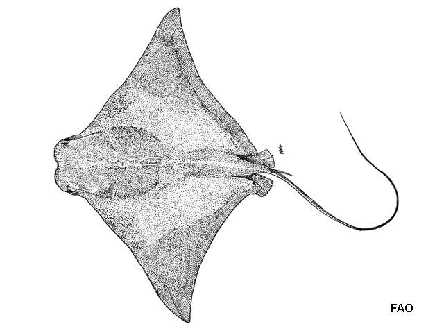Image of Javanese cownose ray
