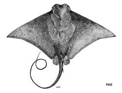 Image of Javanese cownose ray