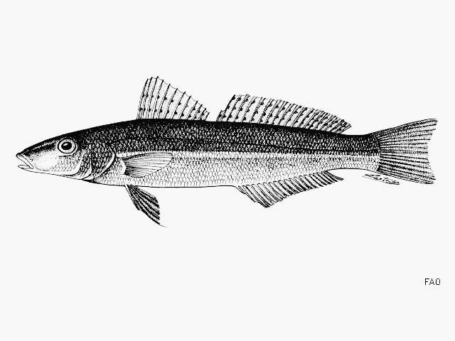 Image of Yellowfin whiting