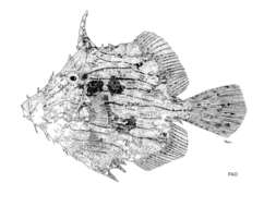 Image of Chaetodermis