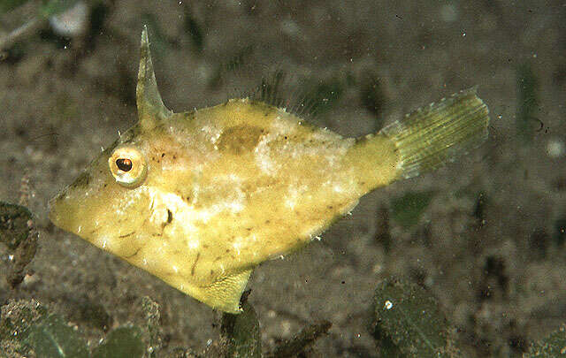 Image of Hairfinned Leatherjacket