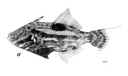 Image of Hairfinned Leatherjacket