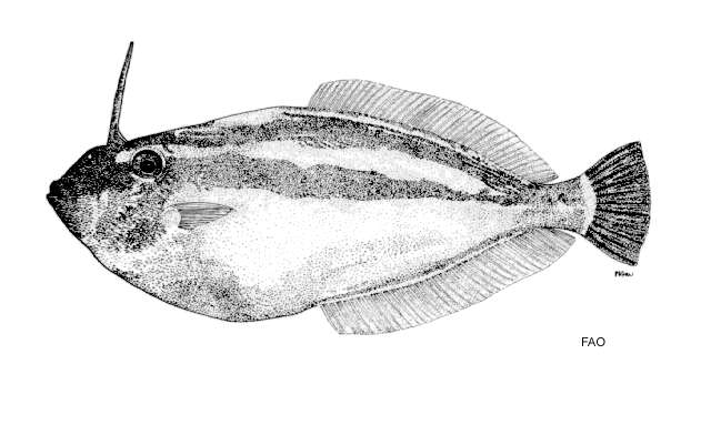 Image of Pseudalutarius