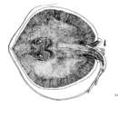 Plancia ëd Fluvitrygon signifer (Compagno & Roberts 1982)