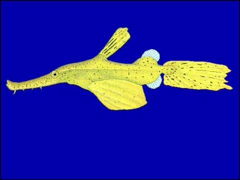 Image of Ghost pipefish