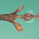 Image of Ghost pipefish