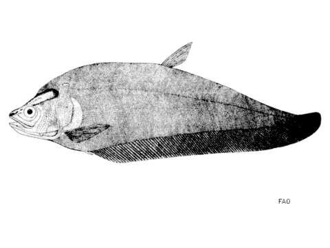 Image of Notopterus