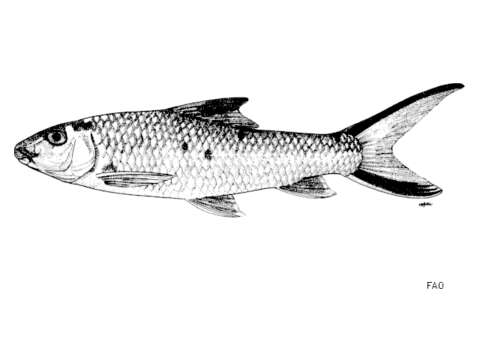 Image of Barbichthys